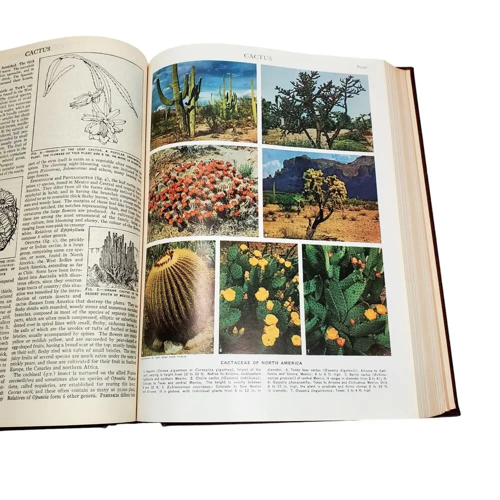 1959 Edition Encyclopedia Britannica Vtg HC Volume 4 BRAIN to CASTIN Educational